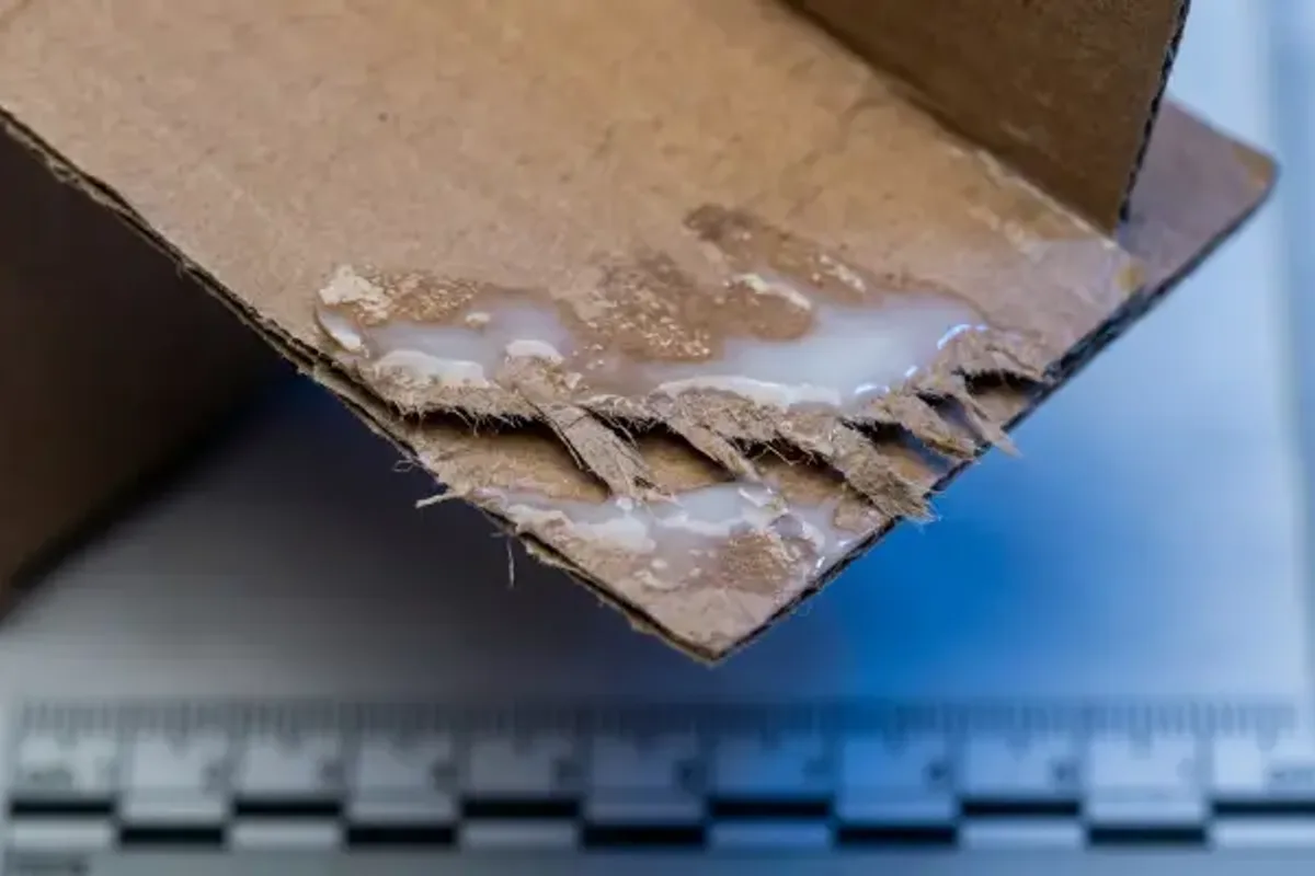 Corrugated flap showing fish-tailing and fiber tear after poor carton seal performance.